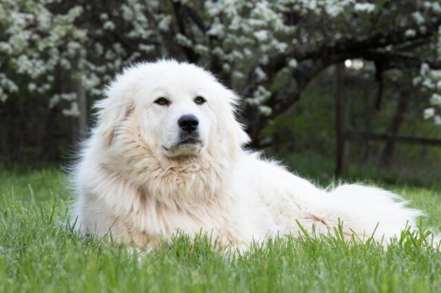 Great Pyrenees 12 e1684963478970