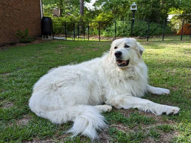 Great Pyrenees 5 1