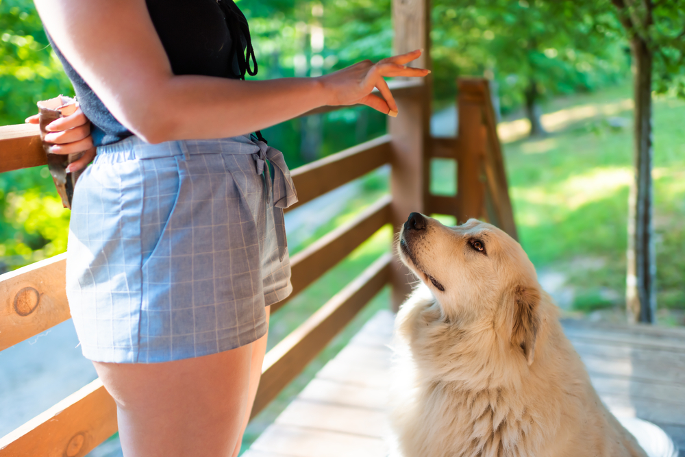 Great Pyrenees Dog Training