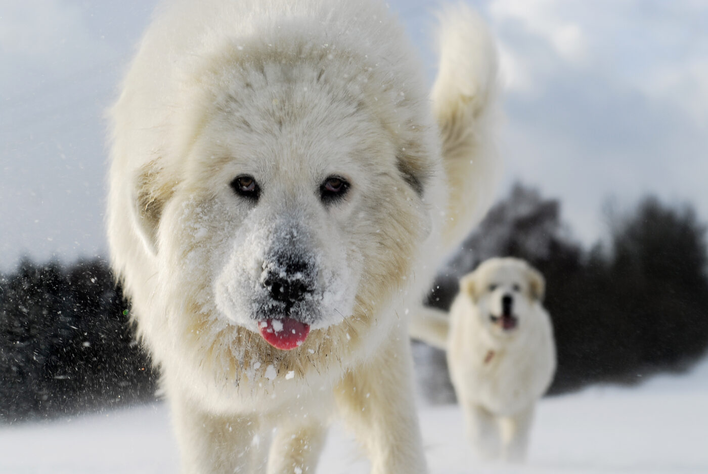 Great Pyrenees Feature 1400x937 1