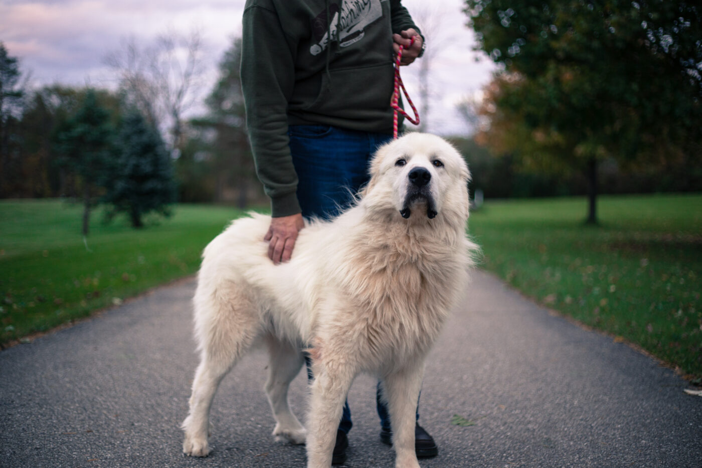 Great Pyrenees Feature10 1400x933 1