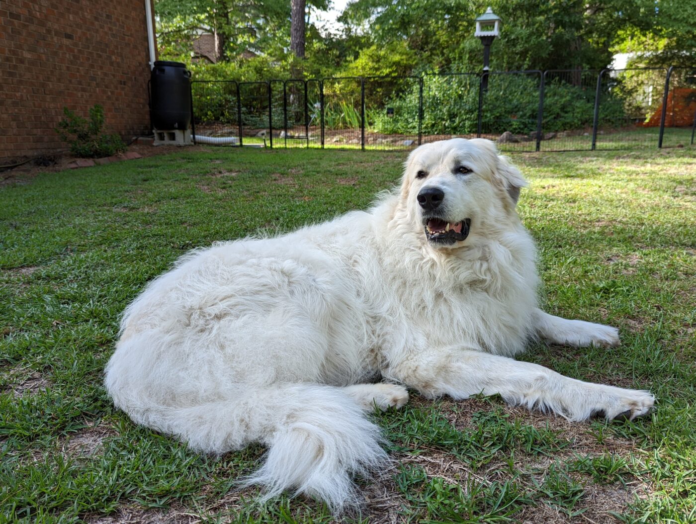 Great Pyrenees Feature5 1400x1054 1