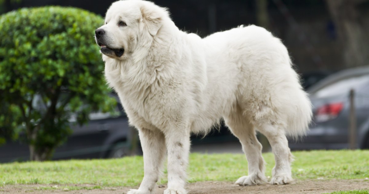 Great Pyrenees Feature7 1