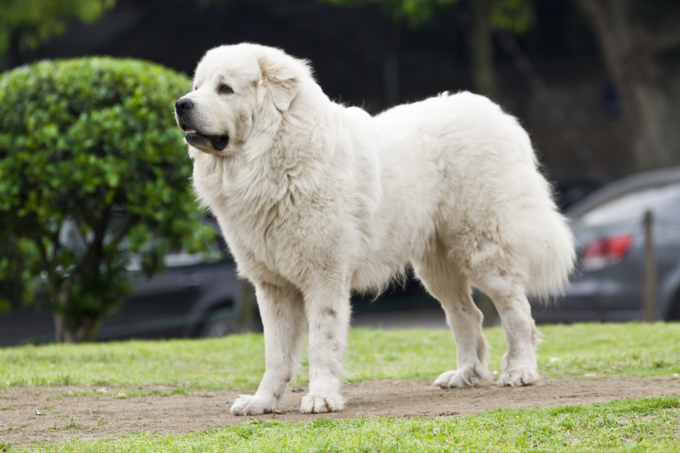 Great Pyrenees Feature7 1400x933 1