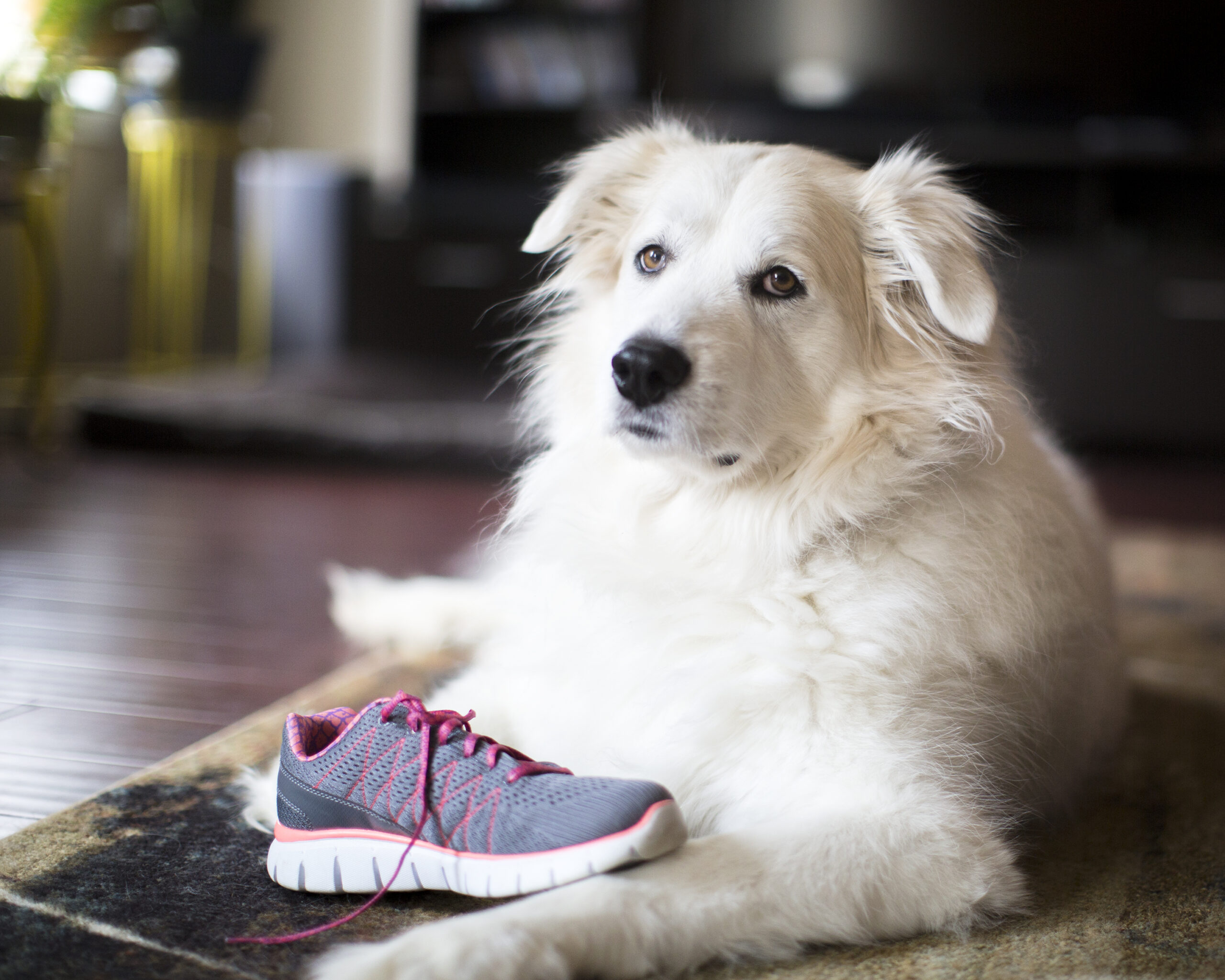 Great Pyrenees Feature9 scaled 1