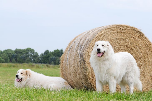 Great Pyrenees e1686809554411