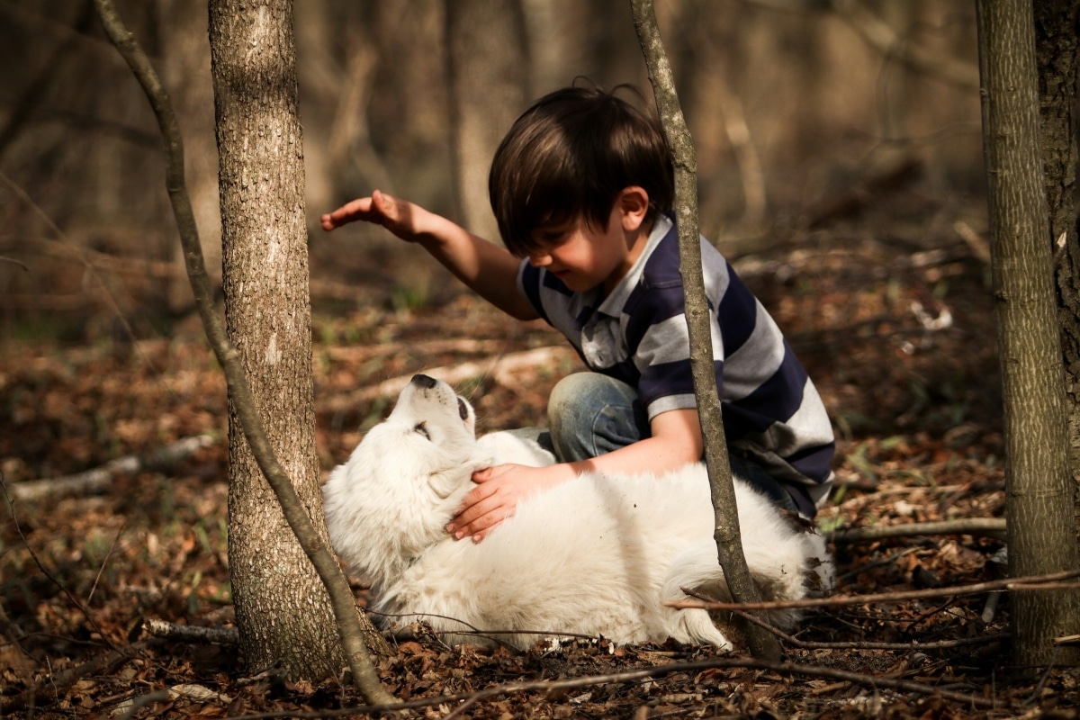 Great Pyrenees unsplash 1200x800 1