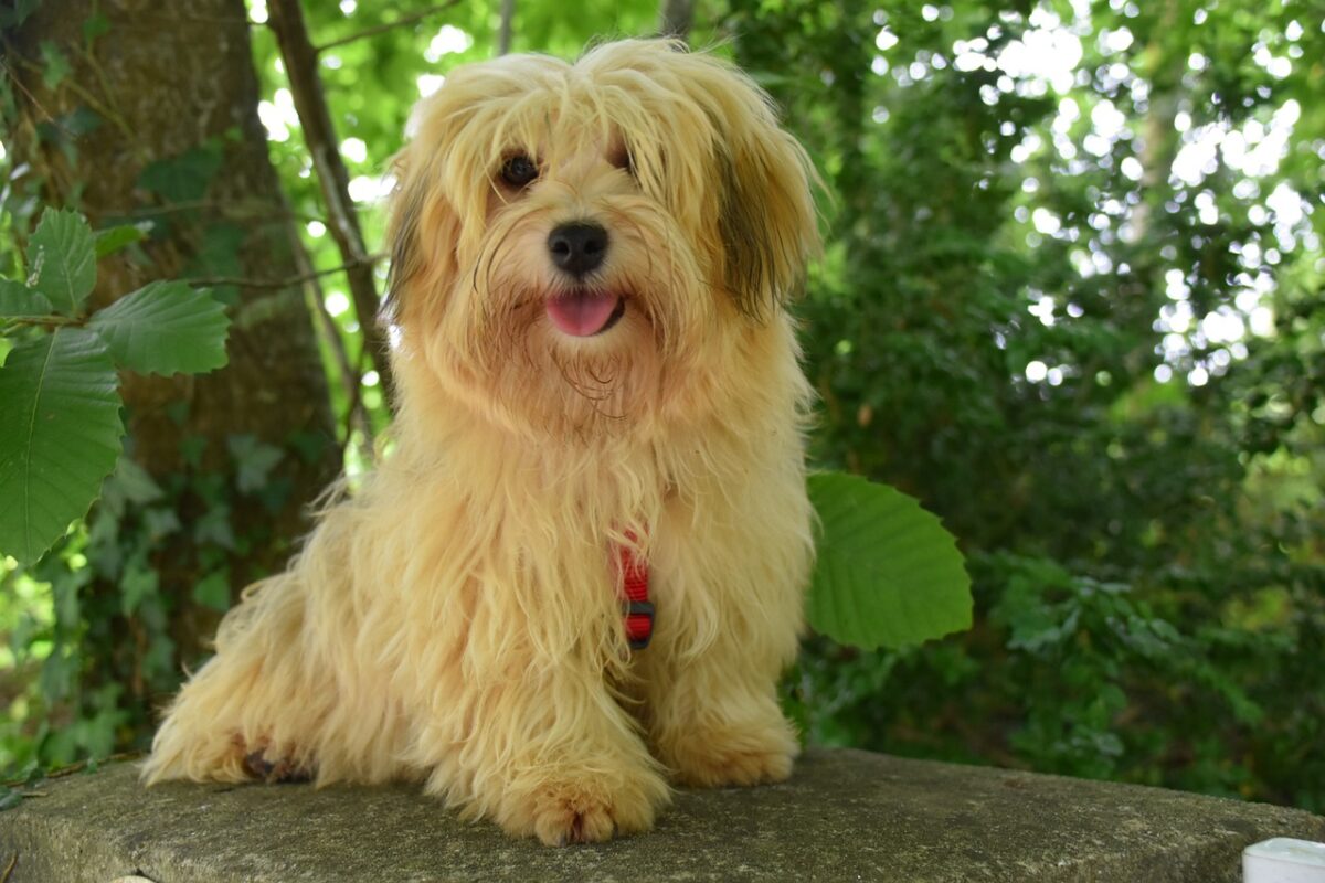 best dog food topper for Havanese