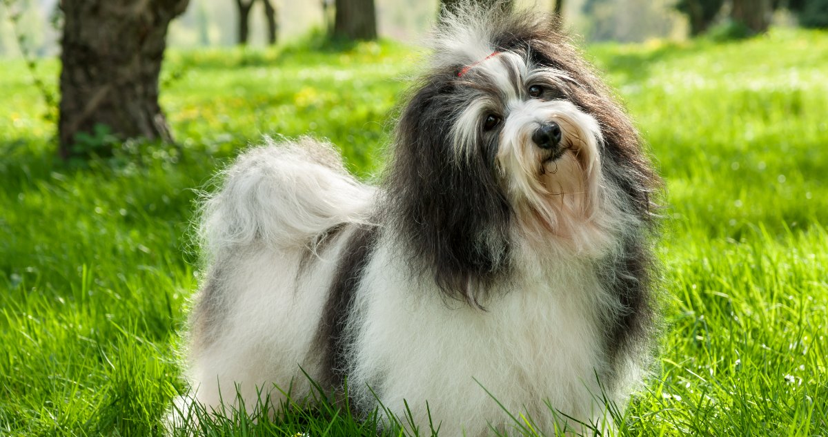 Havanese Feature 3