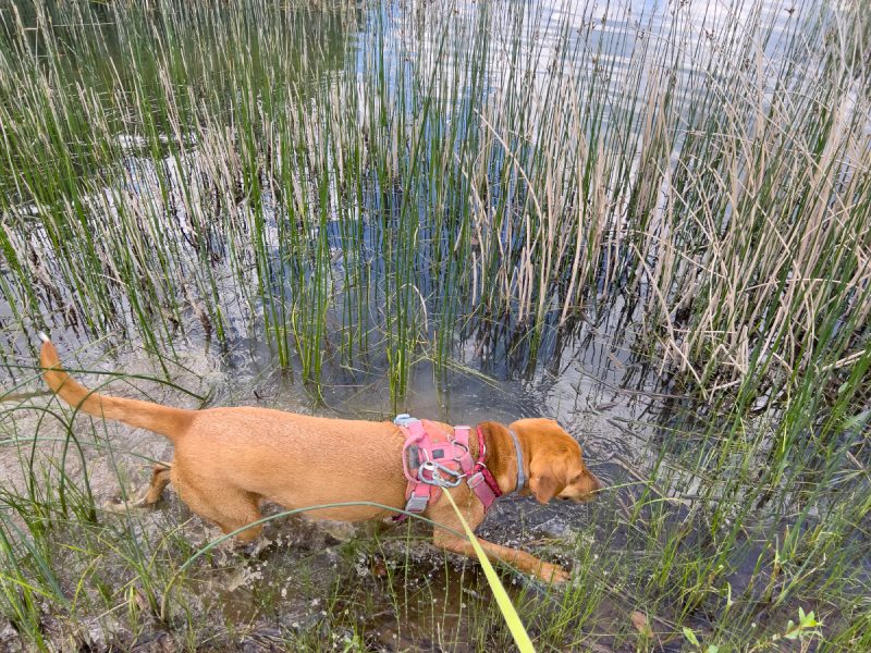 Hela looking for frogs in the lake Dr Maja 800x600 1