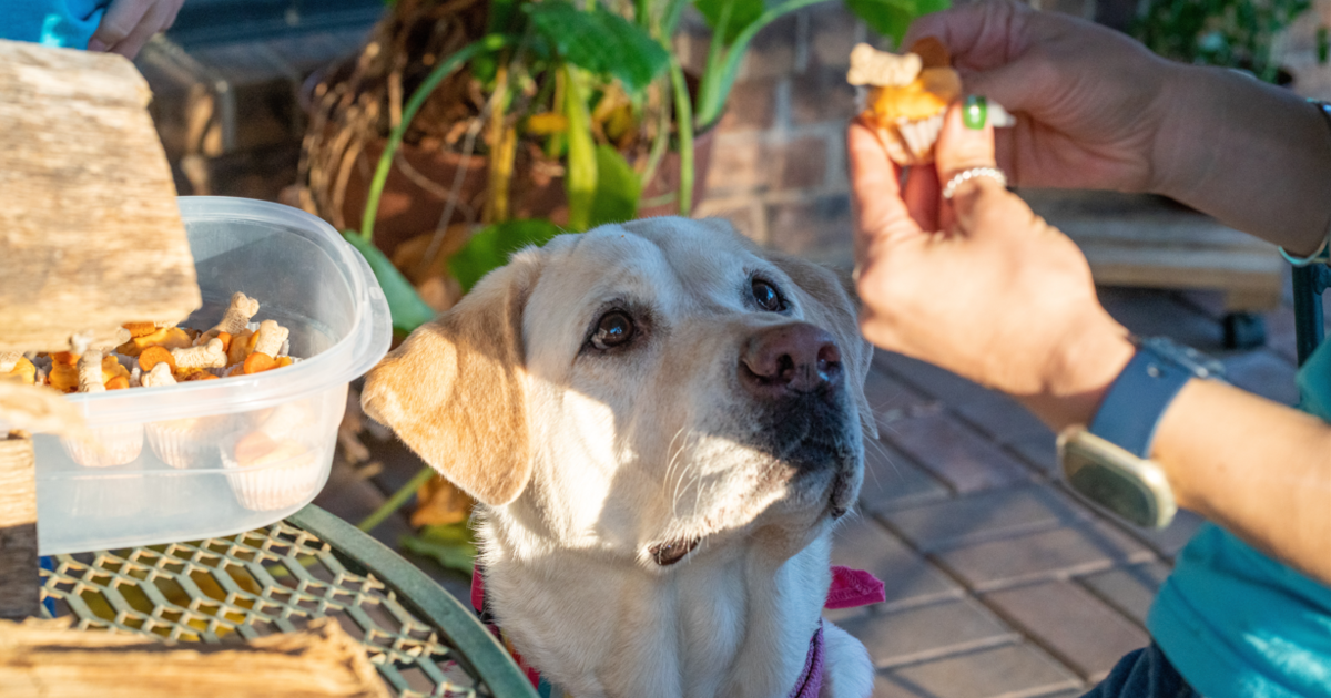 Homemade dog treats