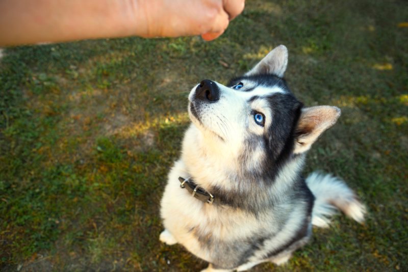 Husky dog waiting for a treat for performing Sit command