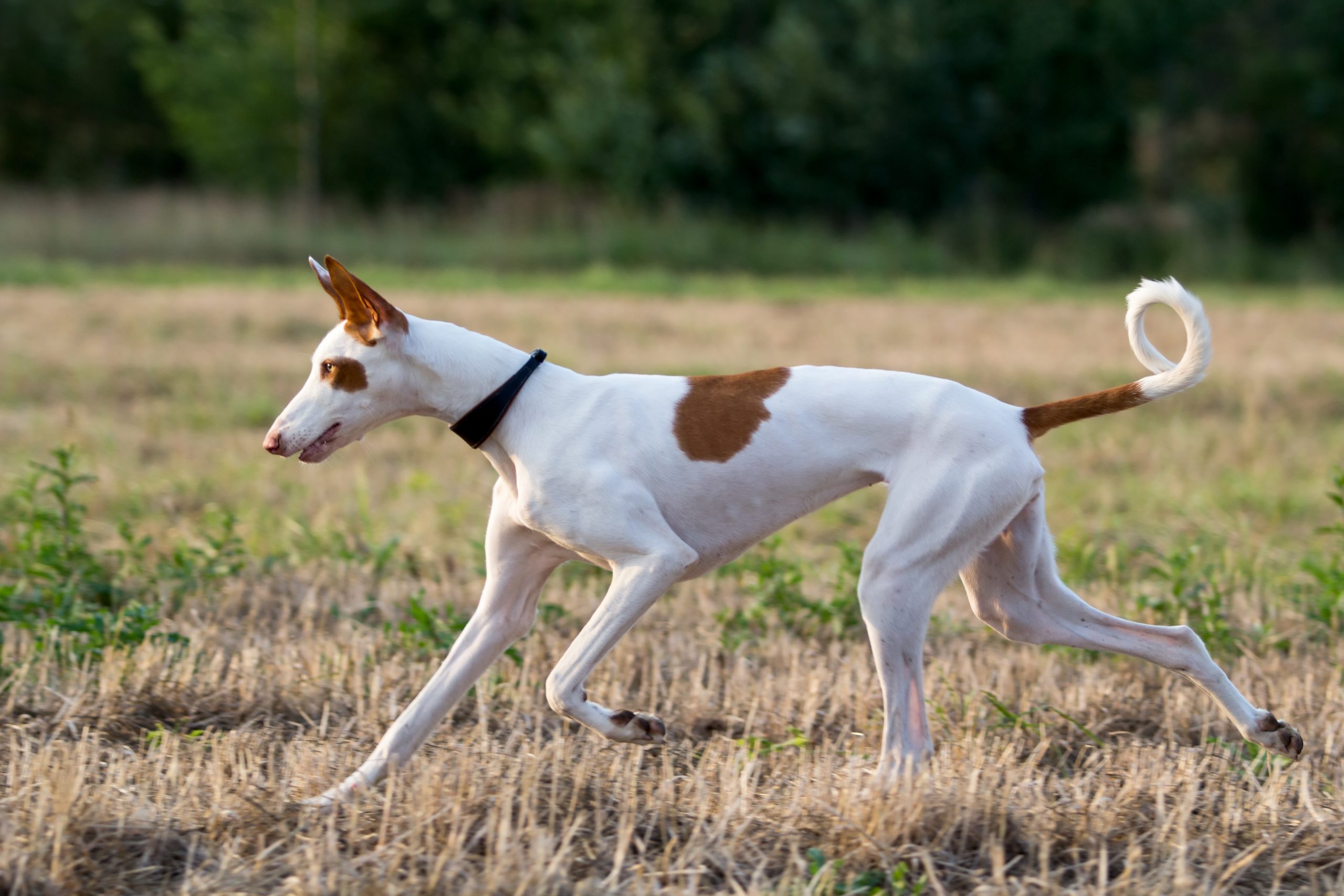 Ibizan Hound2 scaled 1