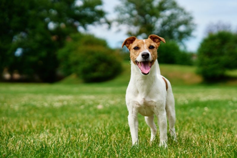 Jack Russell Terrier dog standing in green meadow