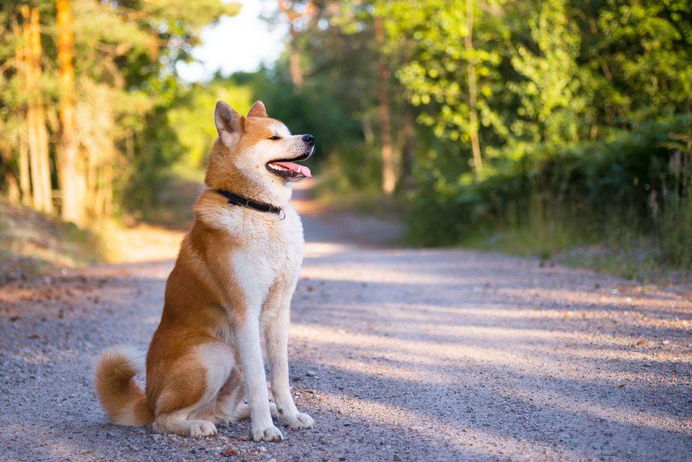 Japanese Akitainu 1400x935 1