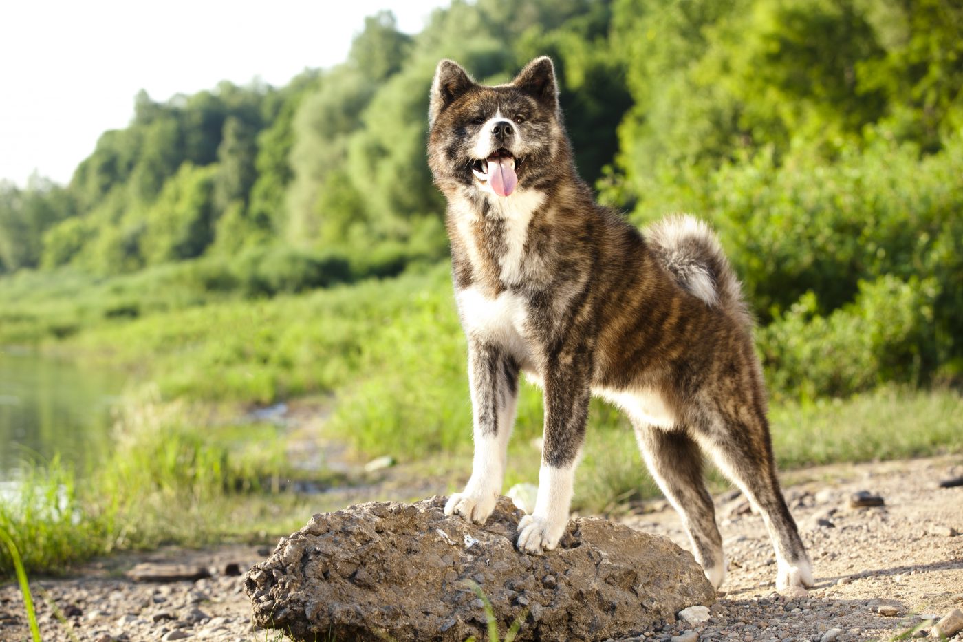 Japanese Akitainu2 1400x933 1