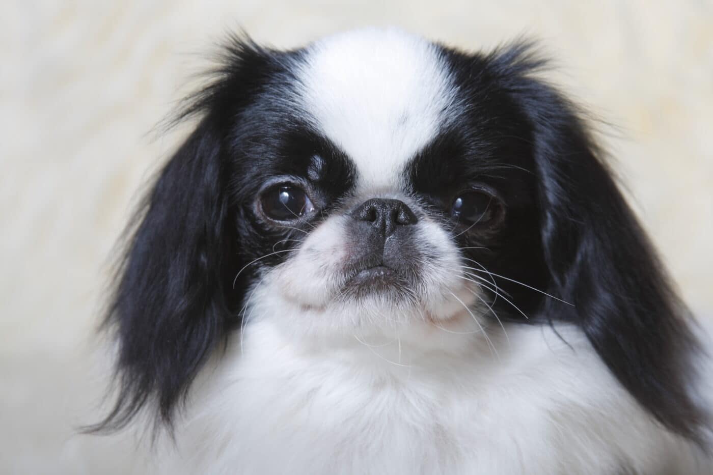 Japanese Chin