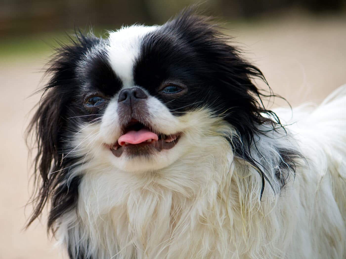 Japanese Chin pant 1400x1050 1