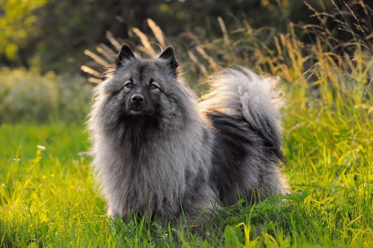 Keeshond 1400x933 1 e1727517412125