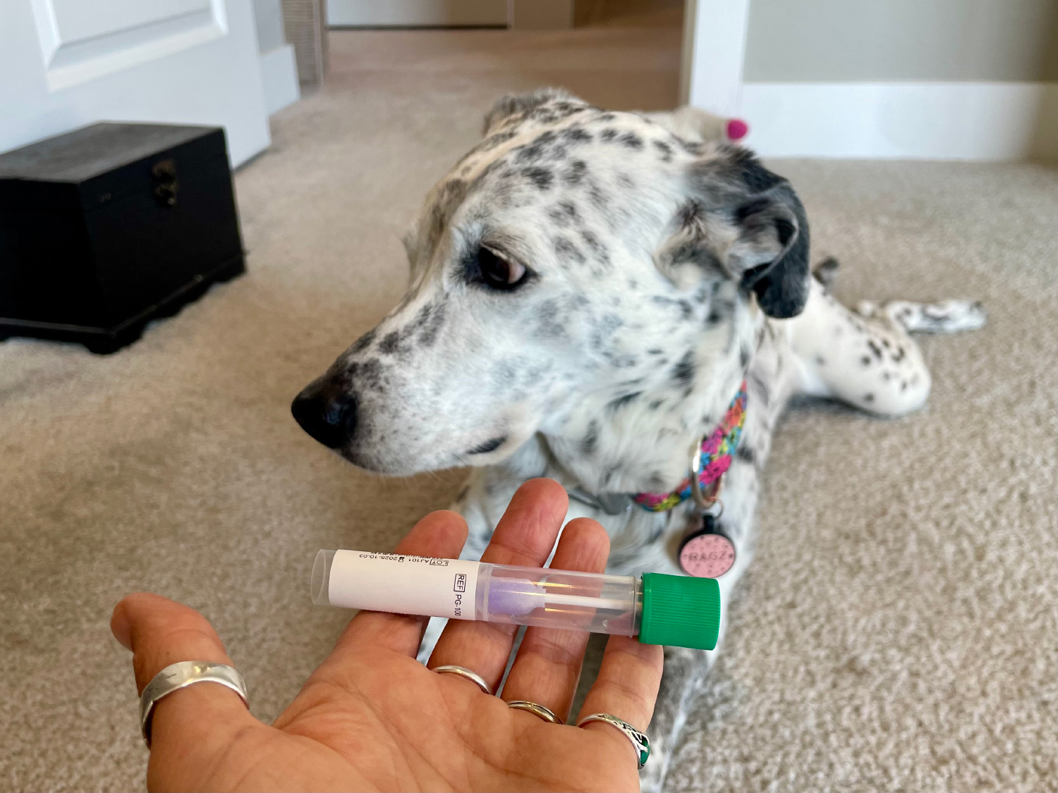 Know Your Pet Dog DNA Test - holding the test kit in front of Ragz