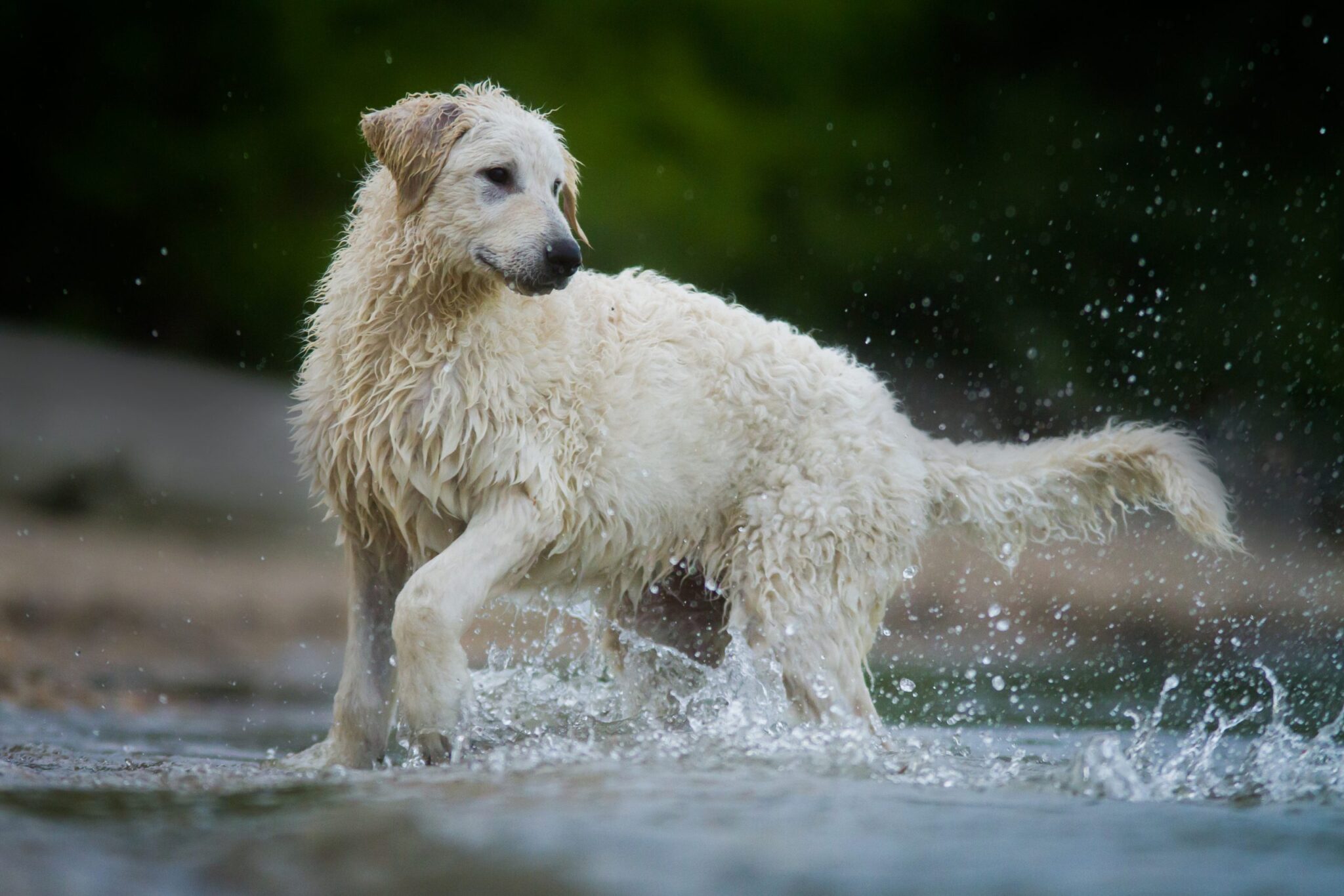 Kuvasz dog