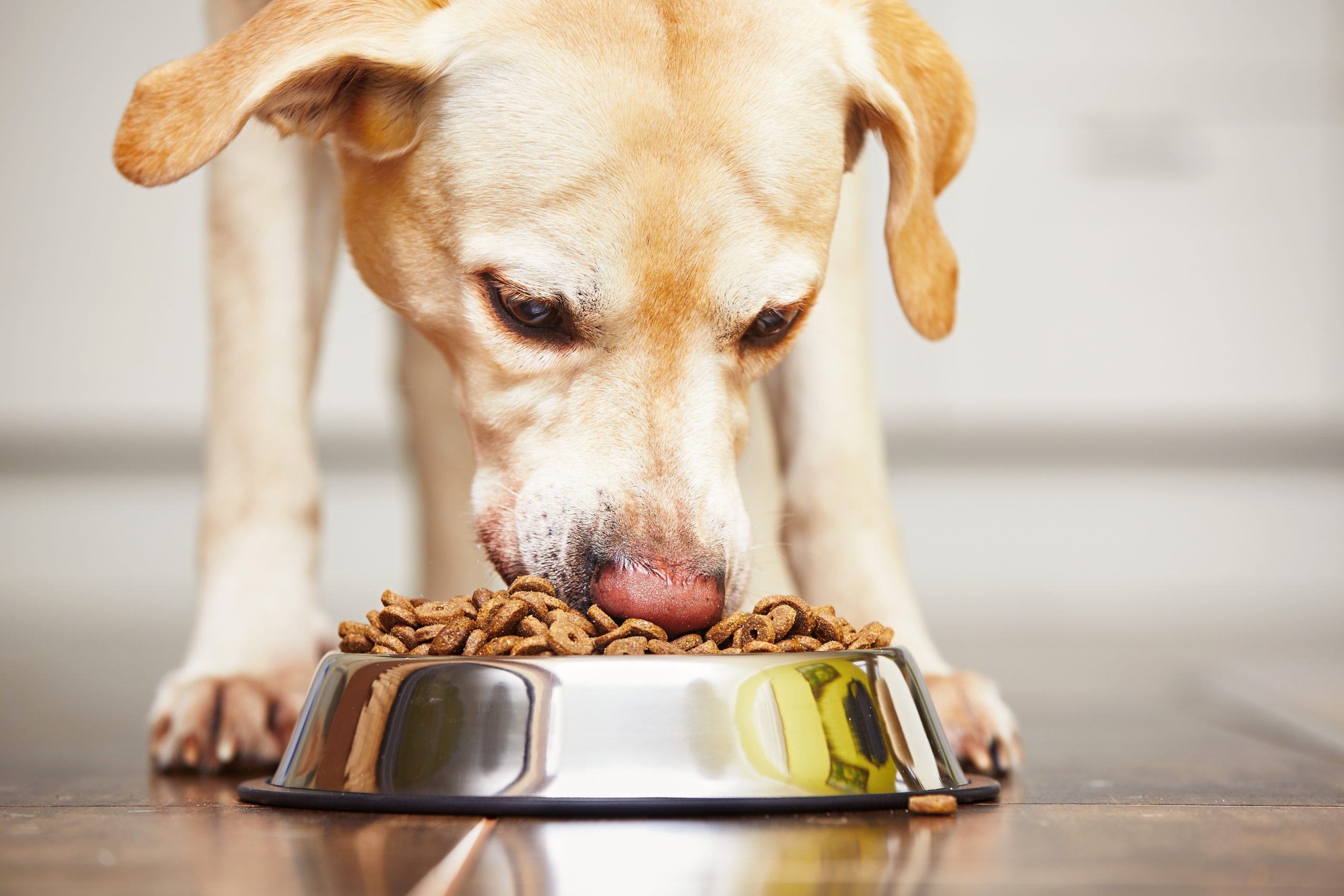 Lab eating dog food