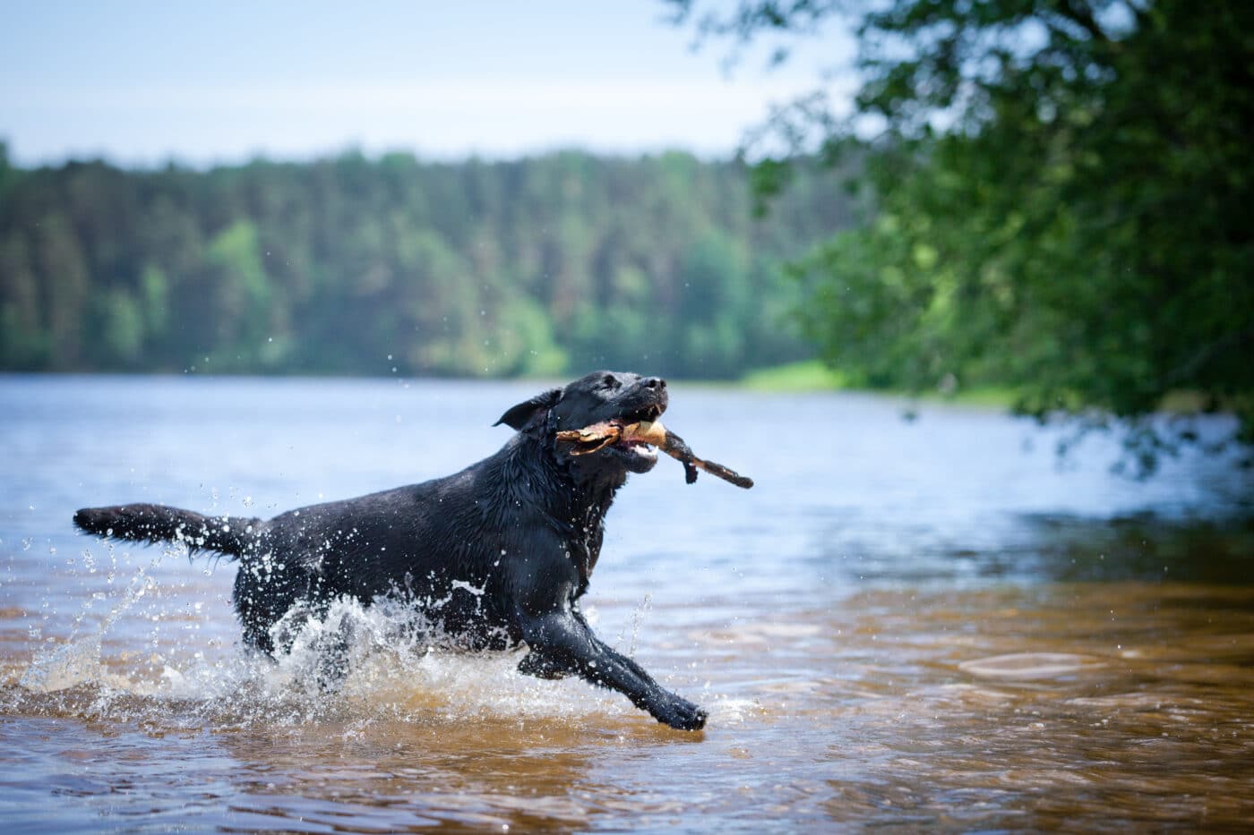 Labrador Retriever Black2 1400x933 1