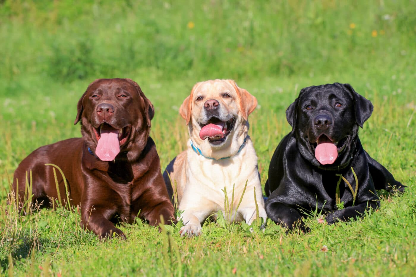 Labrador Retriever group 1400x933 1