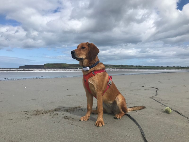 Lava in harness with long leash sitting at the beach