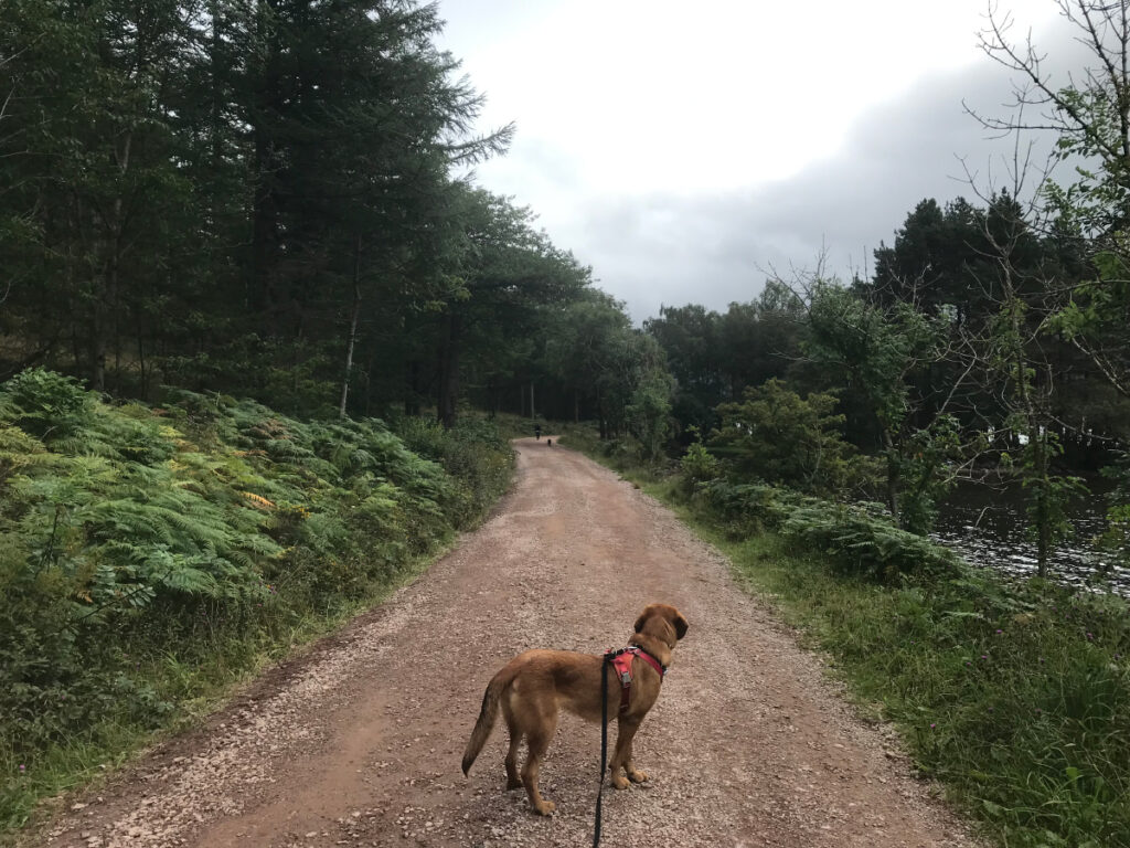 Lava walking on the dirt road with long lead Dr Maja