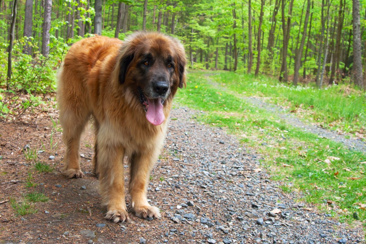 Leonberger