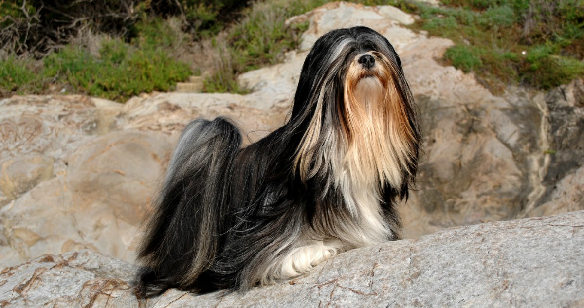 Lhasa Apso Feature3