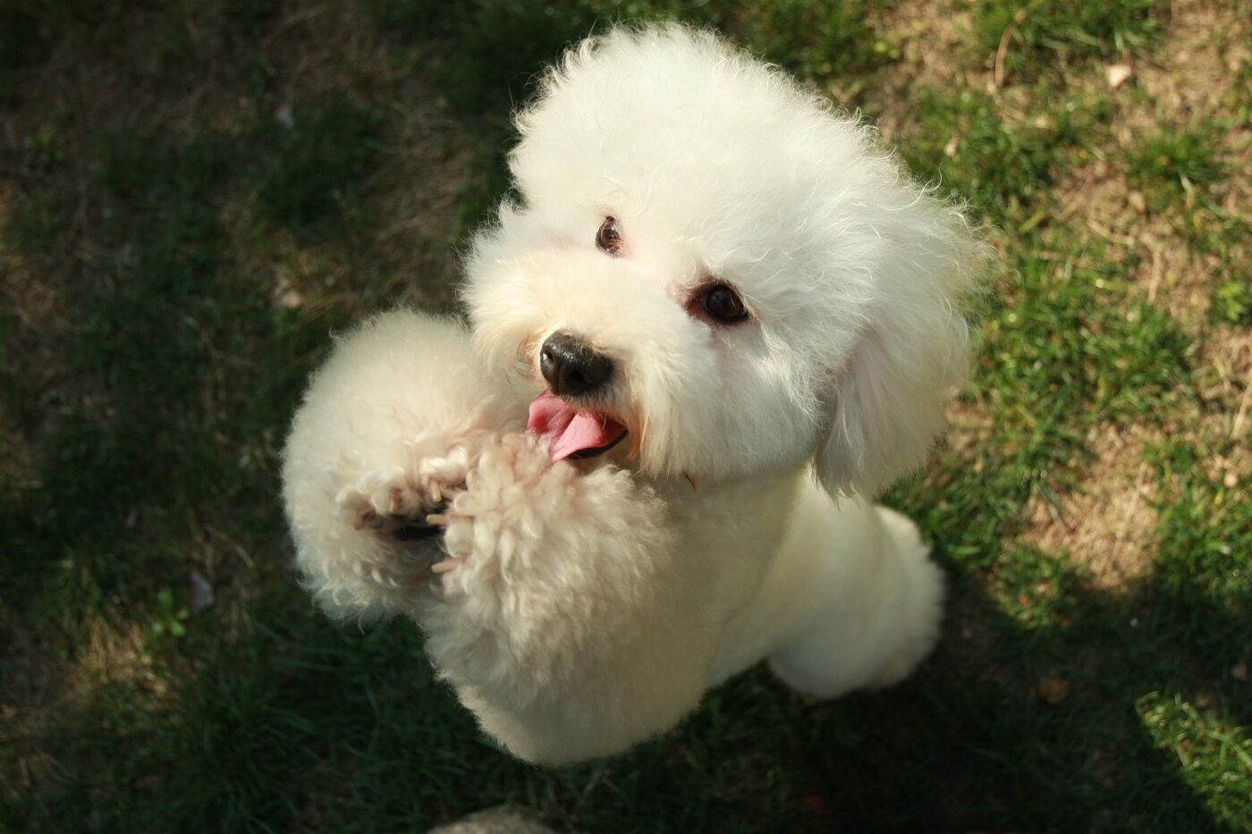 Little white dog jumping up