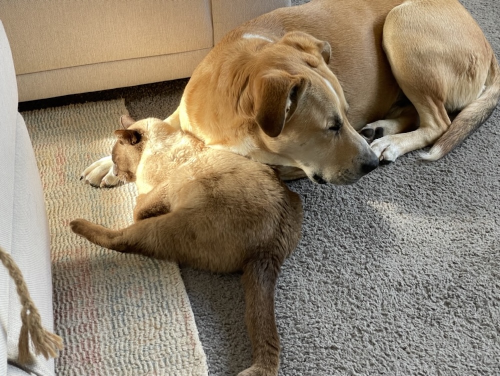 Mac and Baby Cat having a good snuggle.