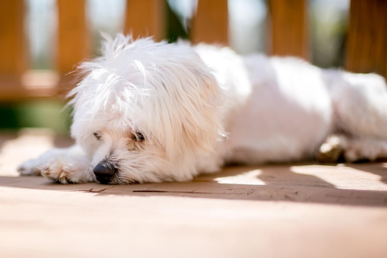 Best dog multivitamins for Maltese