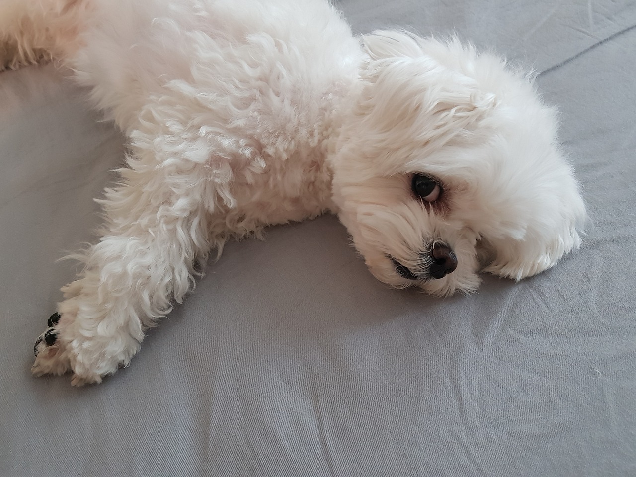 the best dog bed for your Maltese