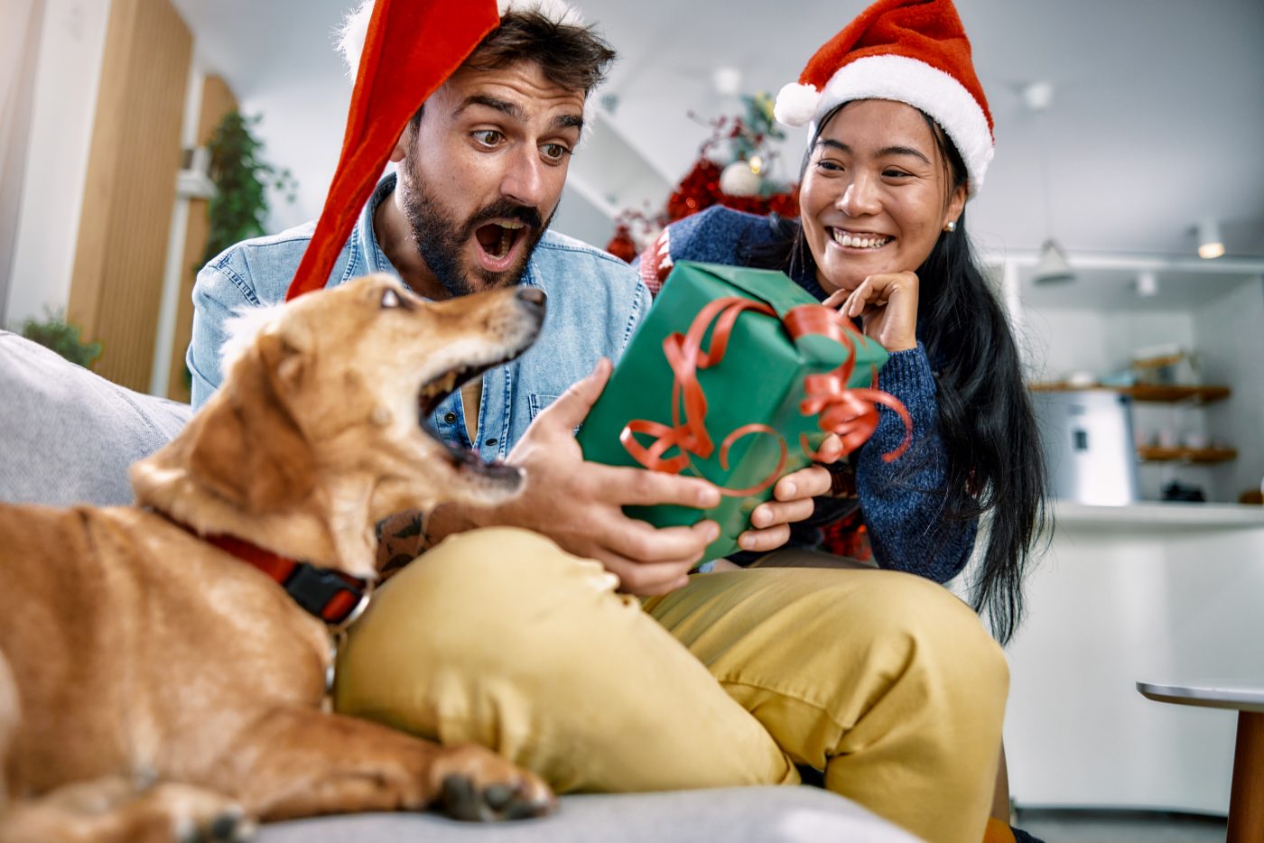 Man and dog excited opening present 1400x934 1