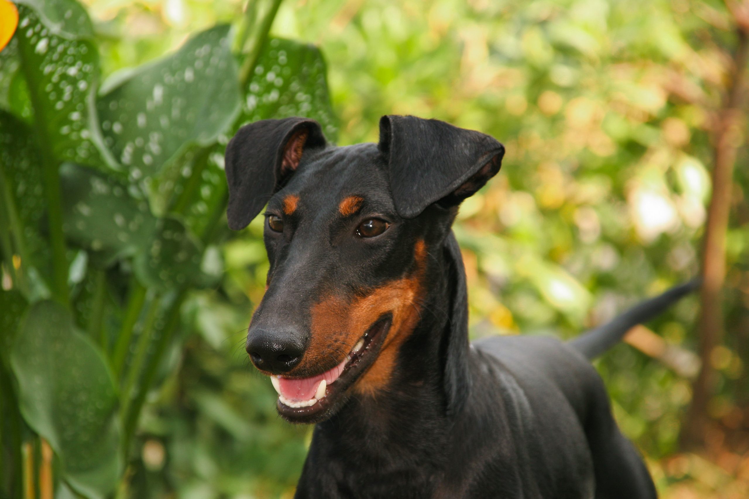 Manchester Terrier4 scaled 1