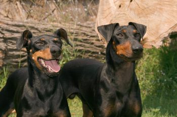 Manchester Terrier5 350x233 1