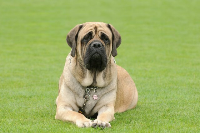 Mastiff 10