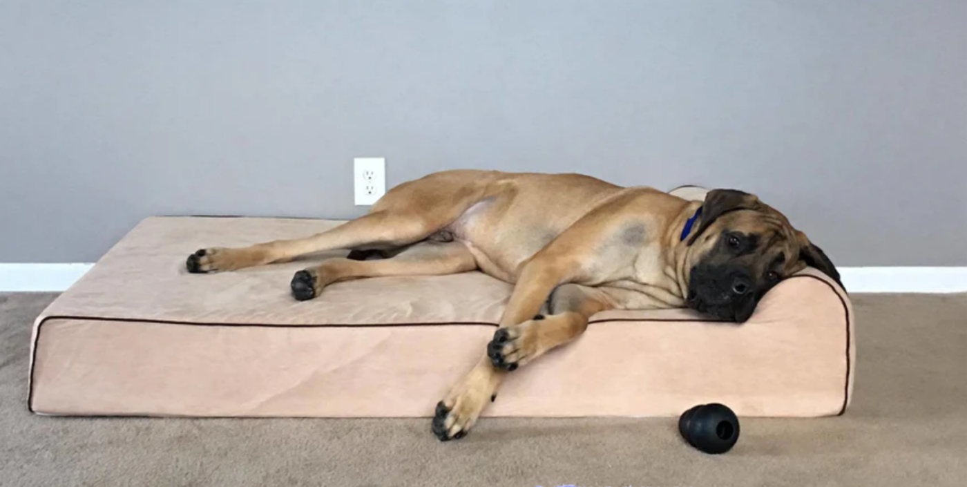 Mastiff on Orthopedic Bed 1400x705 1