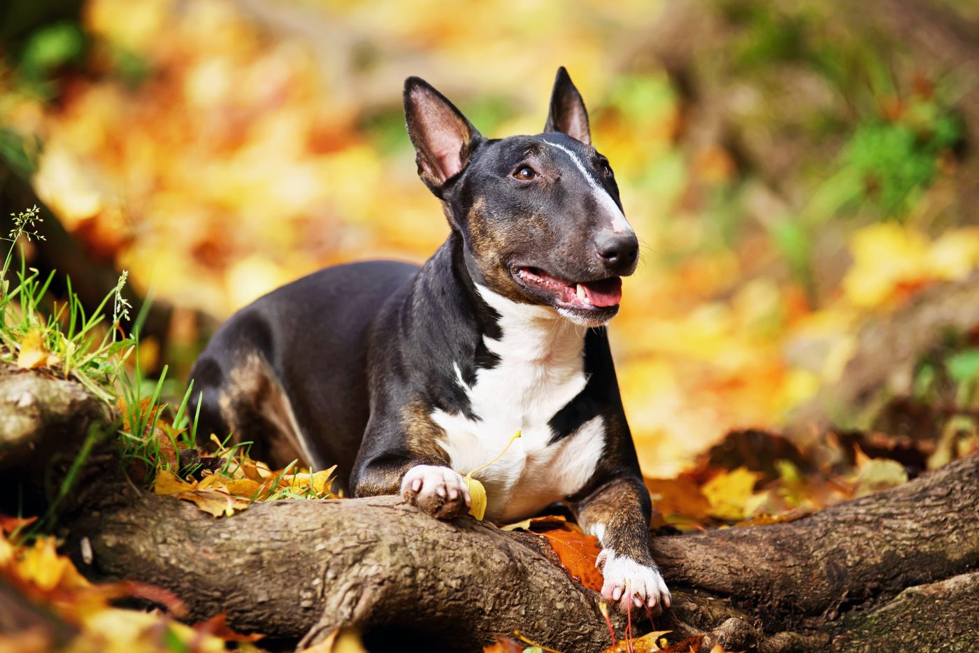 Miniature Bull Terrier