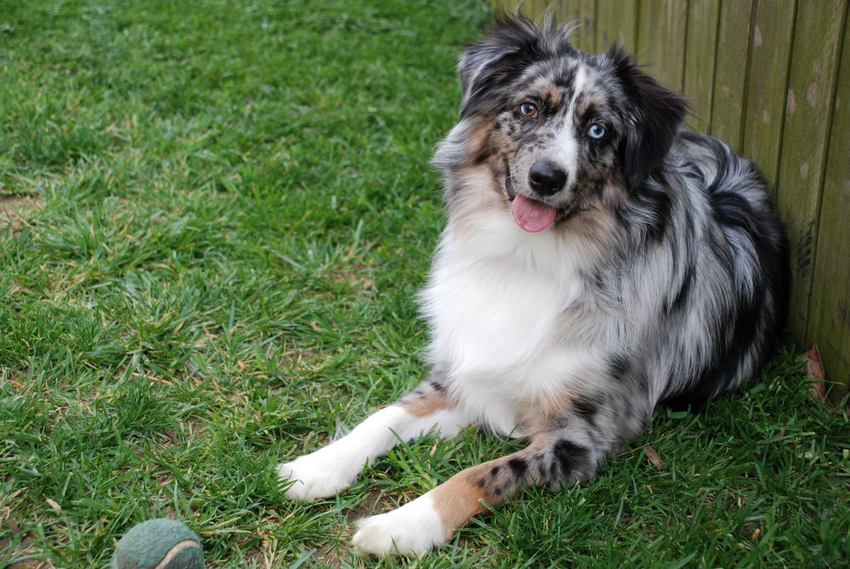 Miniature Australian Shepherd blue merle 1