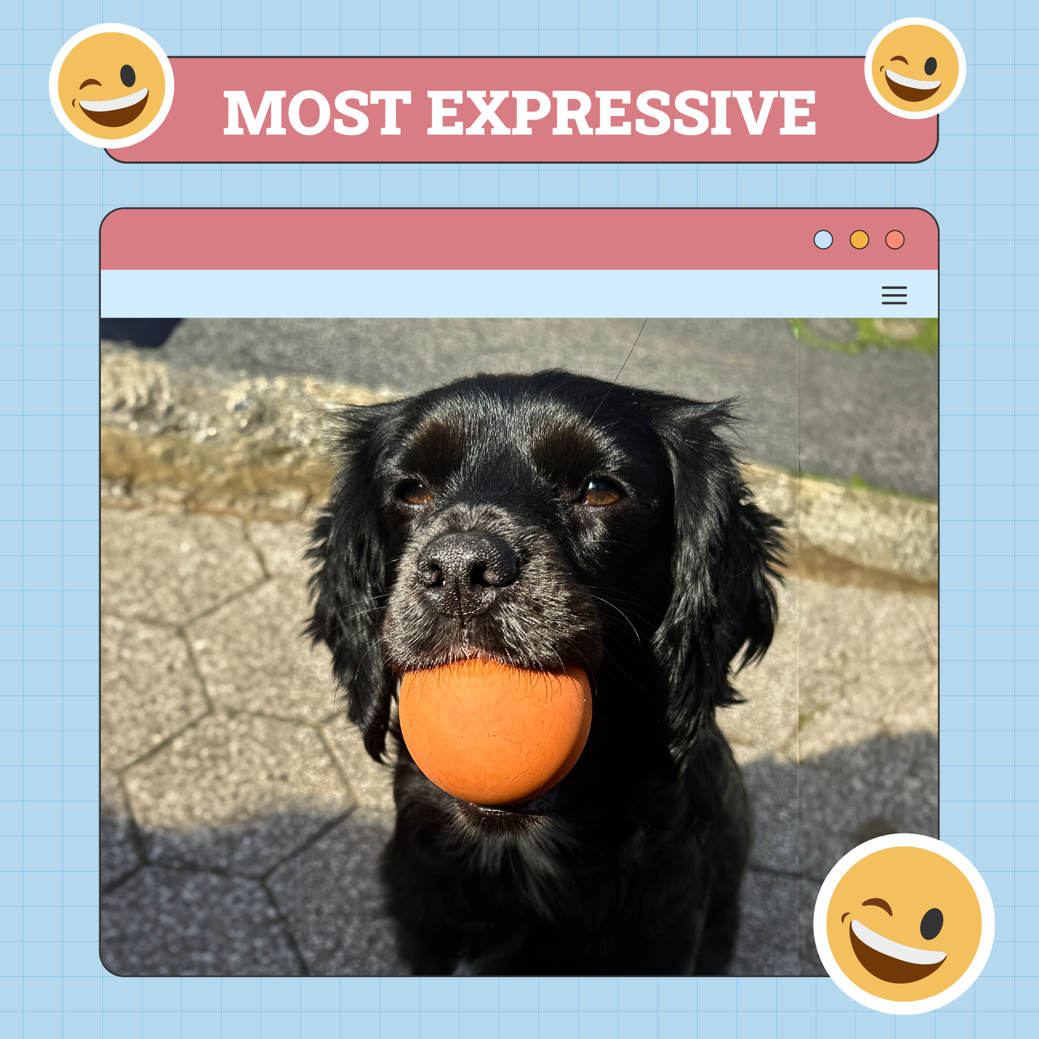 Most Expressive Dog of the week nov 28