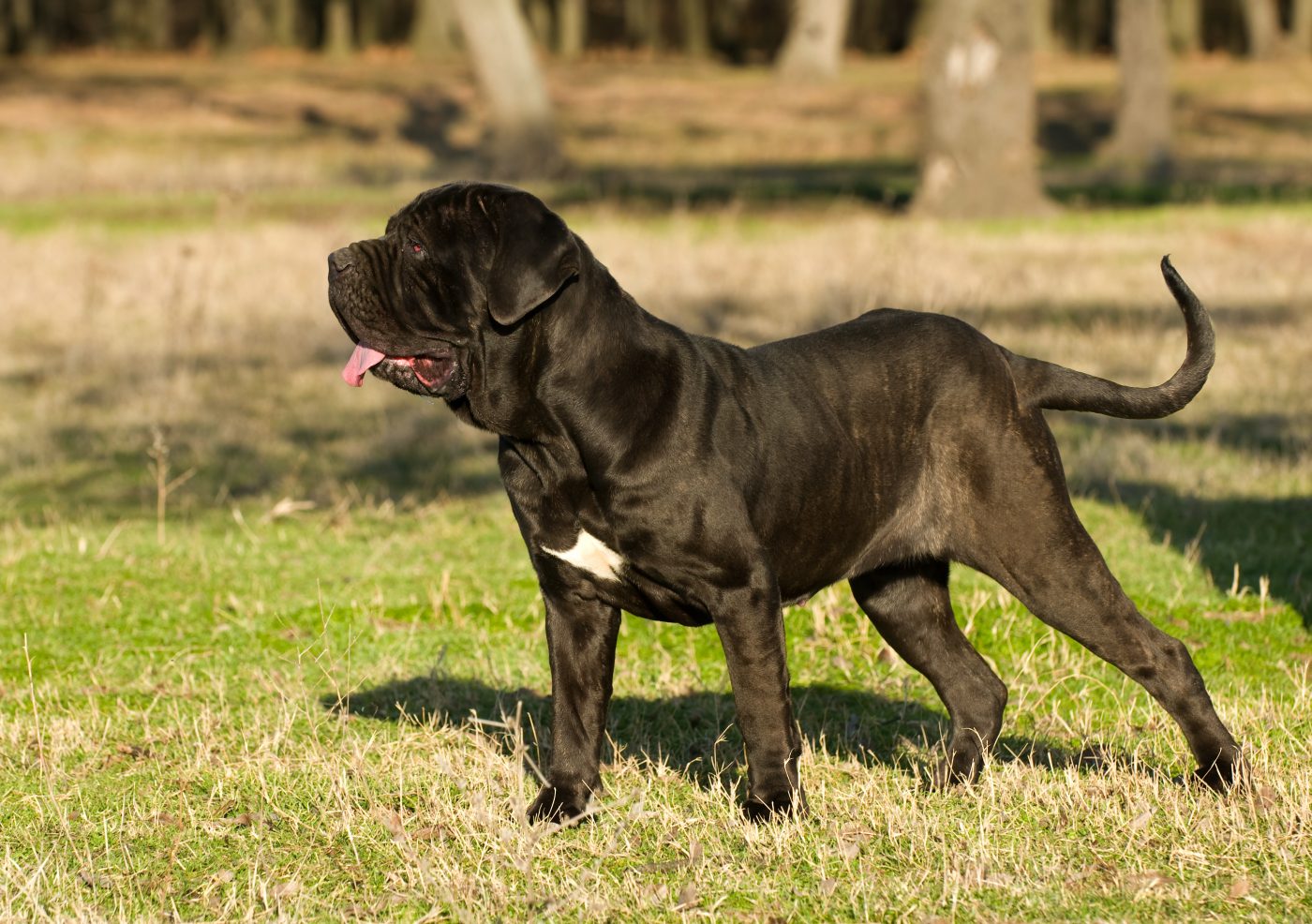 Neapolitan Mastiff 1400x986 1