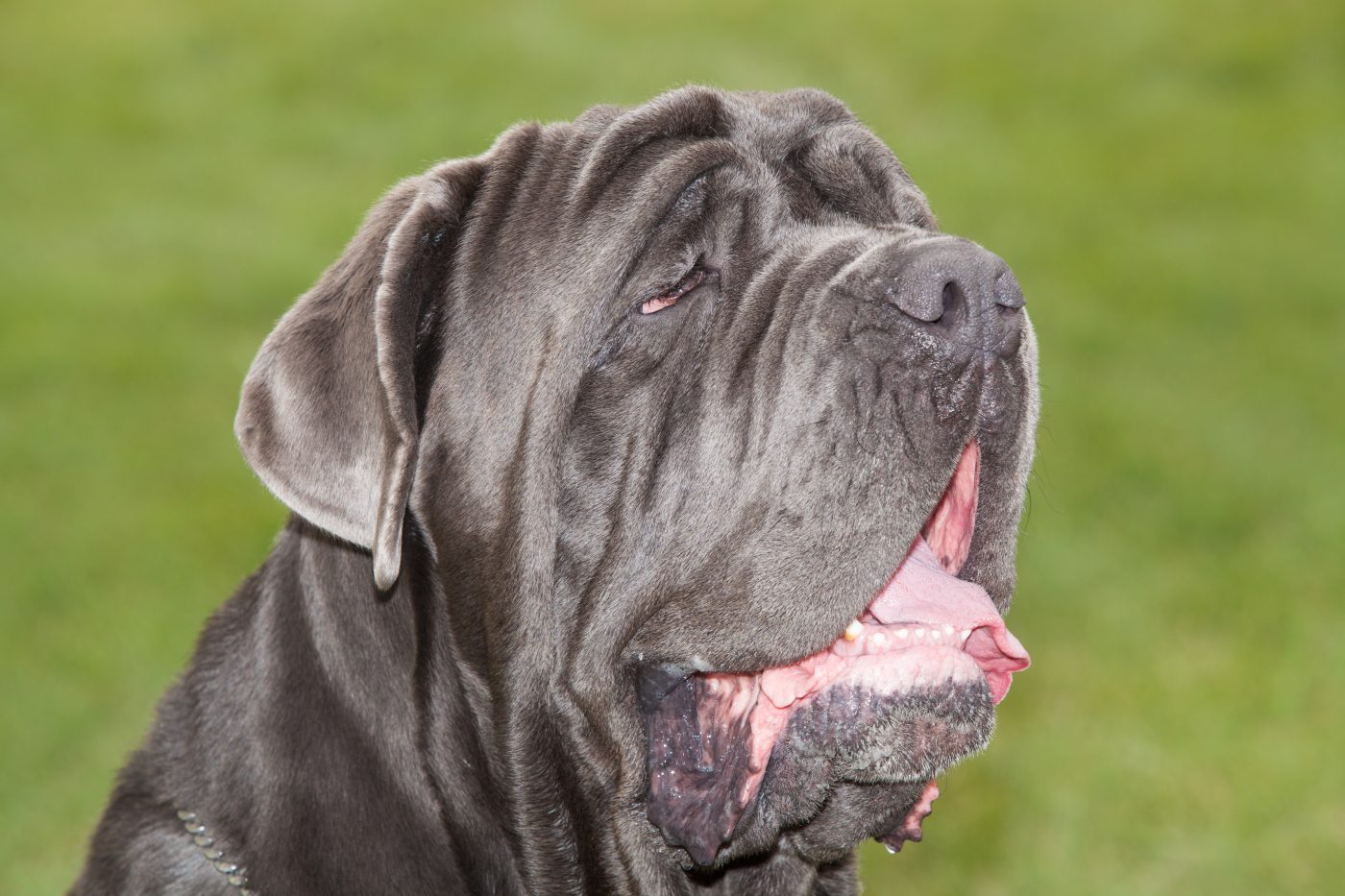 Neapolitan Mastiff2 1400x933 1