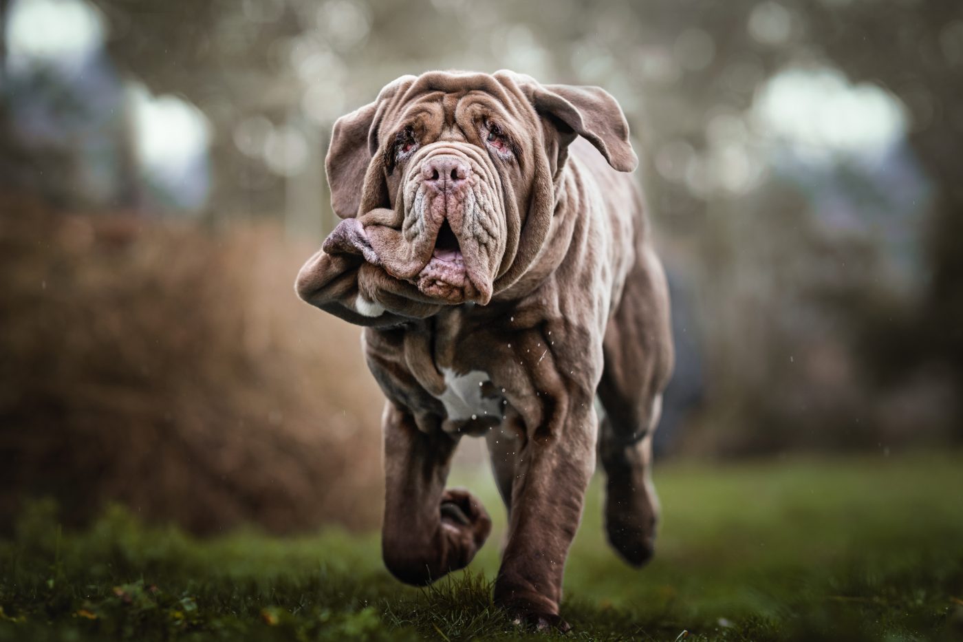 Neapolitan Mastiff5 1400x933 1