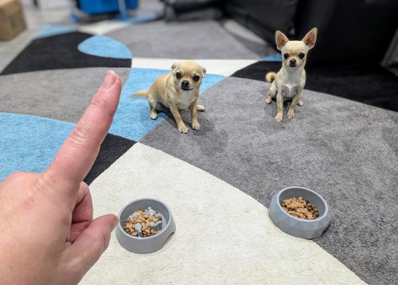 Ned and Fred are very well trained to wait for their food Dr Karyn 800x573 1