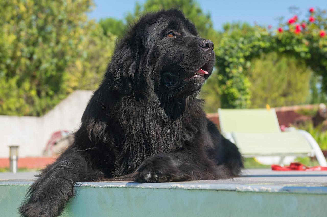 Best bathtub for Newfoundlands