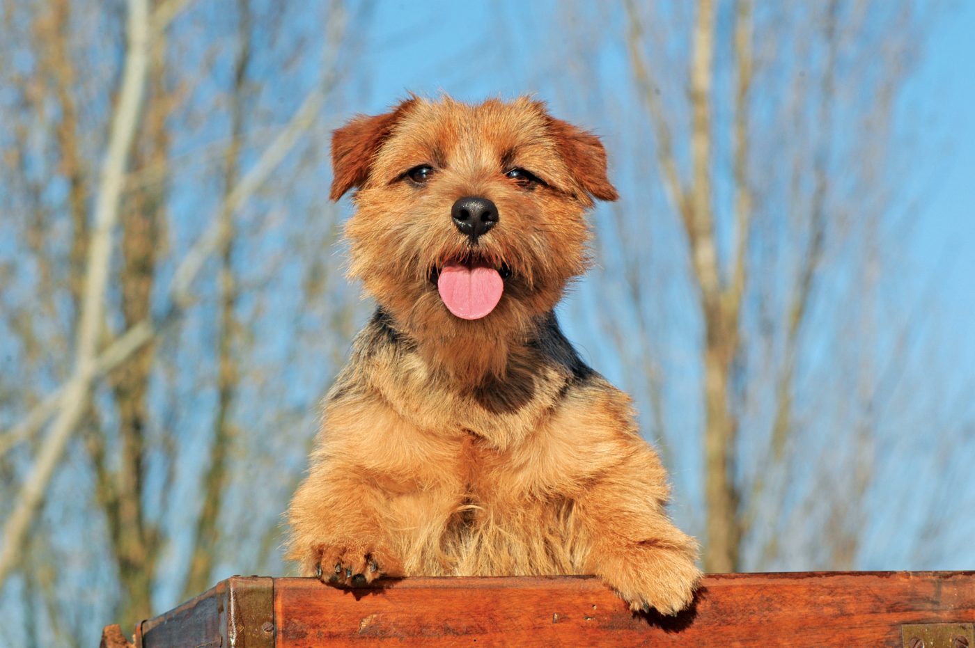 Norfolk Terrier3 1400x931 1